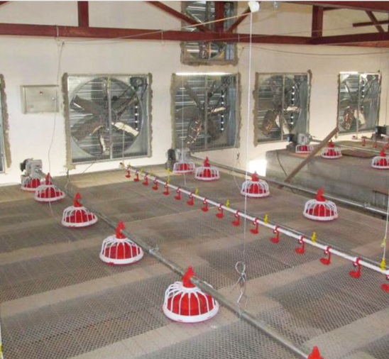 Volledig automatisch kippenvoervijzelsysteem Gevogeltevijzelvoeder voor boerderij 1