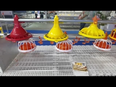 Automatisch Gevogelte het Voeden Systeem